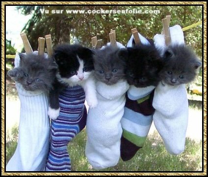 Chassettes