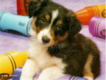 Chien AdooOOOoorable