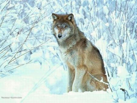 Loup 