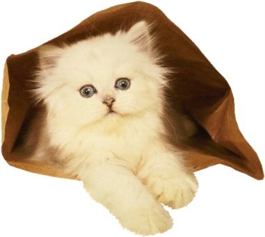 Encor Chaton 