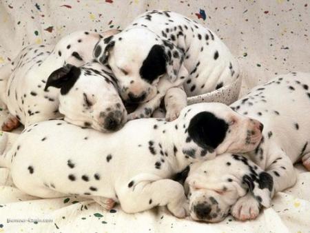 Dalmatiens 