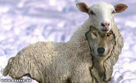 Peau de Mouton