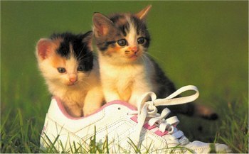 Chat Shoes 