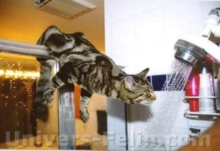 Chat Douche 