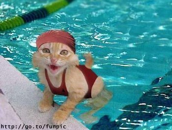 Chat Mouille !! 