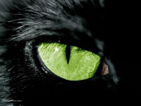 Oeil de Matou 