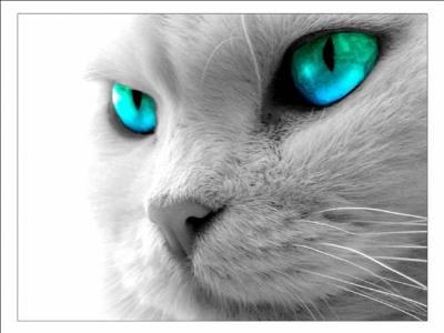 Yeux