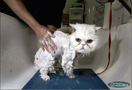 Clean Cat 