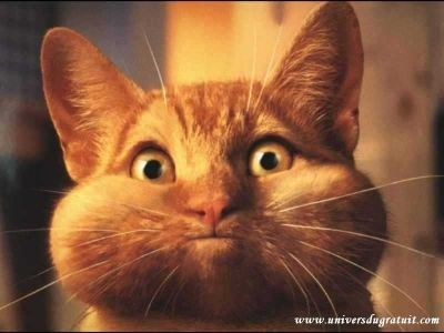MOR DE RIRE !!! 