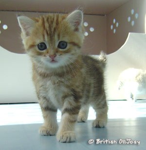 Chaton