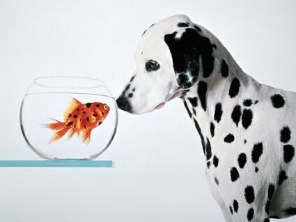 Likeness