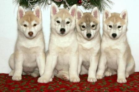 Bb Husky 