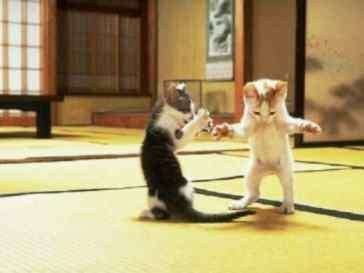Chat Dance 