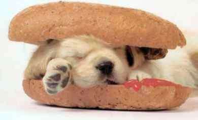 Hot Dog 