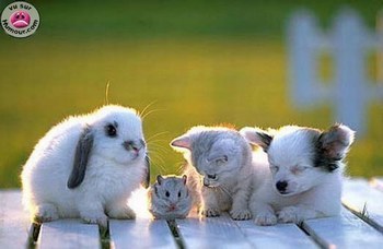 Quatuor  