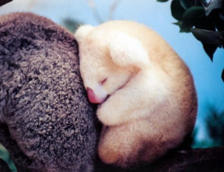 Koala 